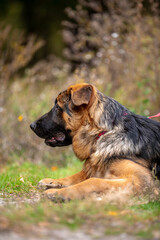 german shepherd puppy