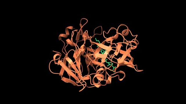 The crystal structure of human pepsin (salmon) and its complex with pepstatin (green). Animated 3D cartoon and molecular surfaces models, pdb 1pso, black background