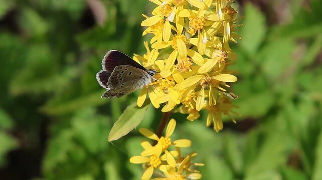 Aricia artaxerxes or northern brown argus butterfly on a solidago virgaurea blossom