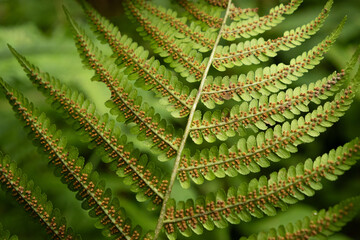 Fern Sori Close-Up, Brown Spore Clusters on Underside of Leaf © Zarina Lukash