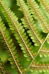 Fern Sori Close-Up, Brown Spore Clusters on Underside of Leaf © Zarina Lukash