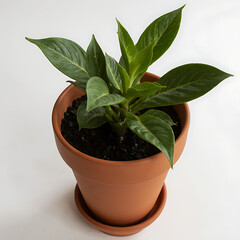 Houseplant in terracotta pot with green leaves on white background  