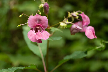 Close-up of Himalayan balsam flowers blooming in a natural habitat