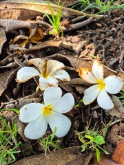 Fallen Plumeria on the ground, the white Plumeria flowers placed on dry leaves symbolize natural beauty, tranquility, and the passage of time