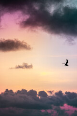 bird in the sunset in the sky