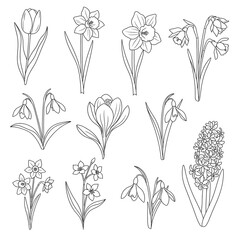 Elegant Spring Flowers Line Art Collection for Botanical Designs.