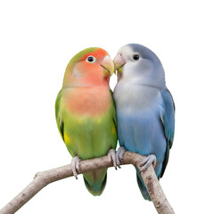 lovebird isolated on transparent background