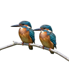 kingfisher bird isolated on transparent background