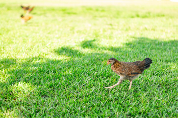 chicken in grass