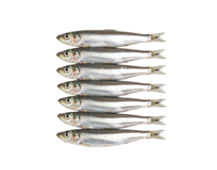 Anchovy or sardine product asset for seafood marketplace listings and fishmonger catalogs with focus on omega 3 benefits for nutrition plans and supermarket ads for menu and packaging mockups