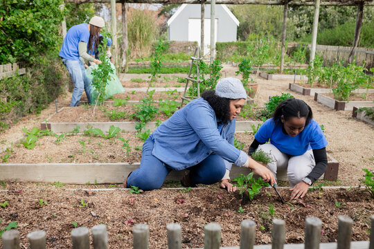 Diverse female volunteers kneeling at raised bed planting seedlings with trowel in community garden