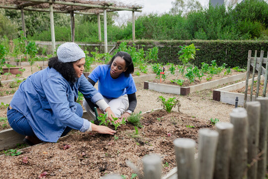 Diverse female friends planting seedlings in raised bed under wooden pergola in community garden