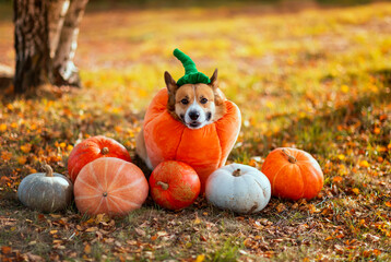 A cute corgi dog in a pumpkin carnival costume sits among orange vegetables in an autumn park on Halloween.
