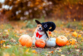 A cute corgi dog in a carnival costume and hat sits among orange pumpkins and vegetables in an autumn park on Halloween