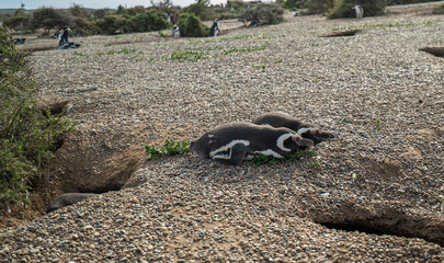 Two baby penguins are laying on the ground