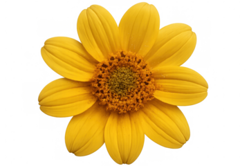 Yellow flower blooming, isolated on transparent background, showing petals and disc florets
