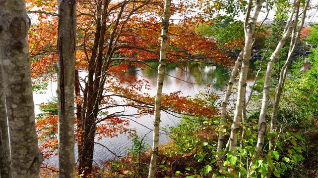 The forest comes alive with color as you walk through a leaf-laden path under towering maples. A cinematic portrayal of the Canadian wilderness at its most vibrant and serene.