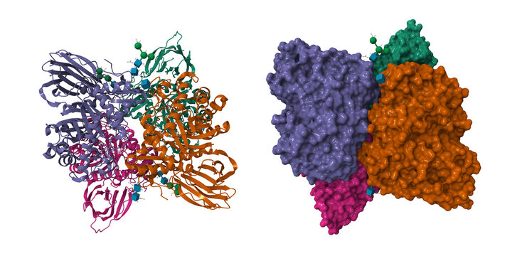 Crystal structure of glucocerebrosidase. 3D cartoon and molecular surface models, chain id color scheme, pdb 5lvx