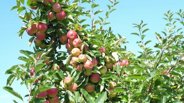 Ripe apples are hanging on the apple tree in the apple orchard. The concept of harvesting and farming