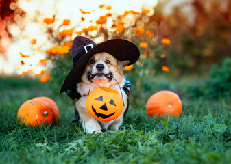 cute corgi dog in a carnival costume and party hat walks among orange pumpkins and vegetables in an autumn garden on Halloween