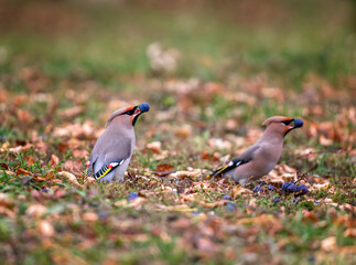 Waxwing bird sitting on an autumn garden eating ripe blue grapes while tossing them