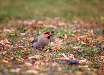 birds waxwing sitting on in autumn garden and eating ripe berries of blue grapes throwing them up