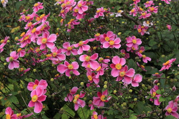 Pink Japanese Anemone Flowers at the Rijksmuseum Garden in Amsterdam, Netherlands