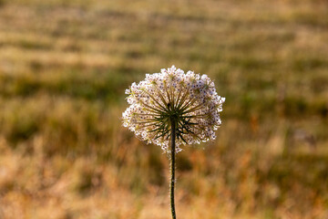 Close-up of the back of a common flower (Daucus) and its homogeneous geometries, Piana di Castelluccio, Umbria, Sibillini Mountains, Italy