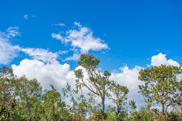 Vibrant flora reaches for the blue sky in Puracé National Park, Colombia, showcasing biodiversity and the beauty of conservation efforts.