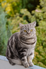 The face of a gray domestic cat. Yellow-green blurred background with bokeh. Close-up of the cat's face. Pet in nature.