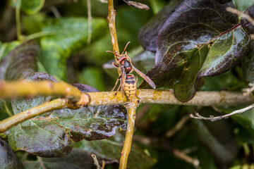 Eine Hornisse knabbert und frisst die Rinde eines Asts eines Fliederbaum, Deutsschland