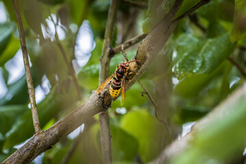 Eine Hornisse knabbert und frisst die Rinde eines Asts eines Fliederbaum, Deutsschland