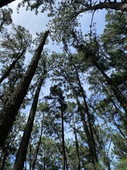 Majestic Tall Pine Trees Reaching Toward Blue Sky in Peaceful Forest – Nature Landscape Background, Eco Travel Destination, Calm Woodland Scene, Environmental and Outdoor Adventure Concept
