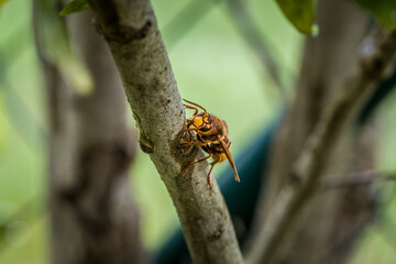 Eine Hornisse knabbert und frisst die Rinde eines Asts eines Fliederbaum, Deutsschland