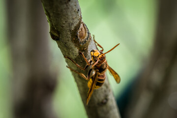 Eine Hornisse knabbert und frisst die Rinde eines Asts eines Fliederbaum, Deutsschland