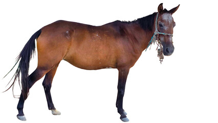 Paso Fino Horse (Equus ferus caballus) Elegant Gaited Breed Standing Outdoors in Nature. Graceful...