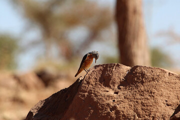Common rock thrush, Monticola saxatilis