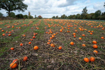 Feld mit reifen K&uuml;rbissen in Schleswig-Holstein, Deutschland