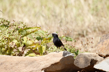 White-crowned wheatear, Oenanthe leucopyga