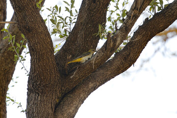 Eurasian golden oriole, Oriolus oriolus, in a tree