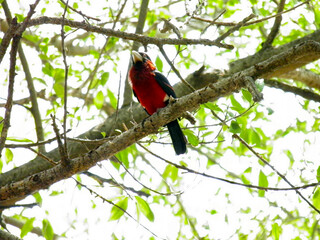 Double-toothed barbet, Pogonornis bidentatus