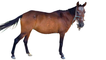 Paso Fino Horse (Equus ferus caballus) Elegant Gaited Breed Standing Outdoors in Nature. Graceful...