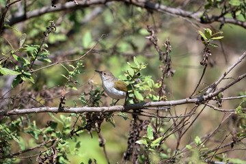 Green-backed camaroptera, Camaroptera brachyura