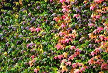 Colorful ivy leaves covering a wall in autumn, displaying shades of green, yellow, orange, and red.