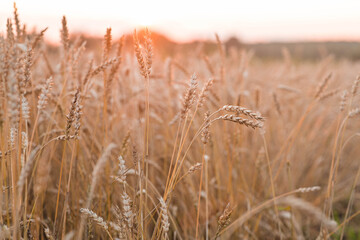 Fototapeta premium A rural landscape at sunset. Golden wheat stalks against the backdrop of a ripening field. A close-up of an agricultural cereal plant. The concept of planting and harvesting a bountiful harvest.