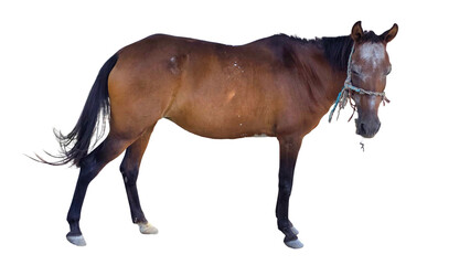 Paso Fino Horse (Equus ferus caballus) Elegant Gaited Breed Standing Outdoors in Nature. Graceful...