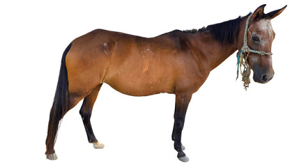 Paso Fino Horse (Equus ferus caballus) Elegant Gaited Breed Standing Outdoors in Nature. Graceful...