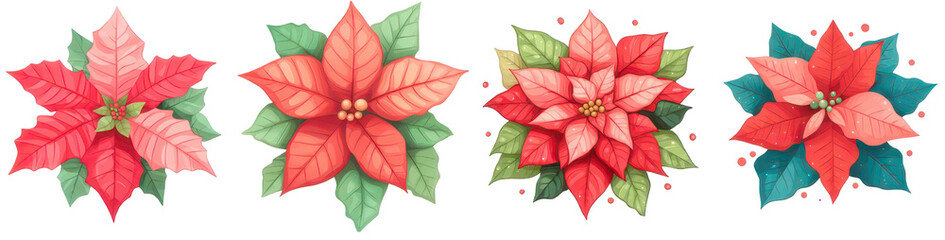 Obraz premium Festive Poinsettia Blooms: A collection of vibrant Poinsettia blooms showcase their festive colors. Perfect for Christmas decorations.