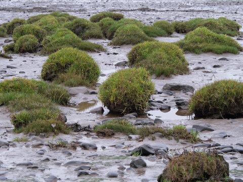 Sea plantain on the intertidal zone at Bowness on Solway, Cumbria, England