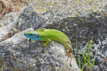 green lizard on a stone. European green lizard
